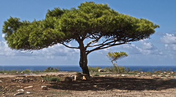 Trees at Mnajdra Temple, Ħaġar Qim, Malta