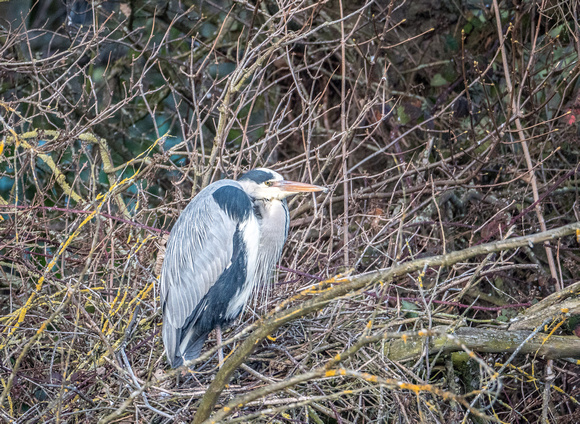 Grey heron, Keptie Pond, Arbroath