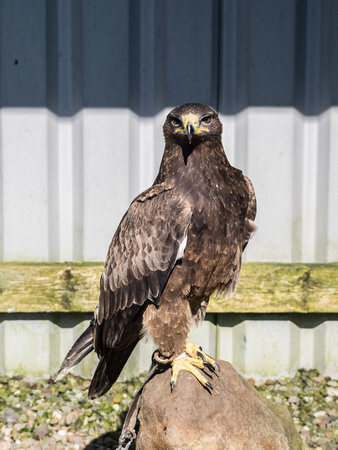 Tawny Eagle at World of Wings, Luggiebank