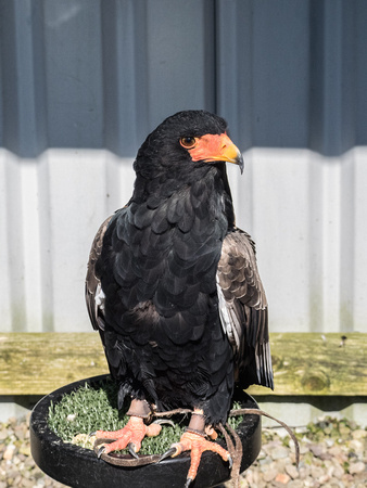 Bateleur Eagle at World of Wings, Luggiebank