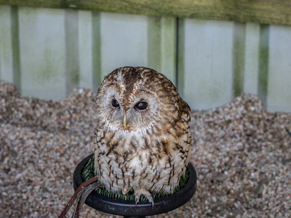 Tawny Owl at World of Wings, Luggiebank