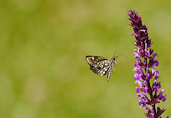 Large Chequered Skipper Butterfly