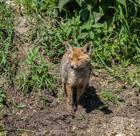Young Fox at Le Mouli d'en Boix, Pyrénées-Orientales