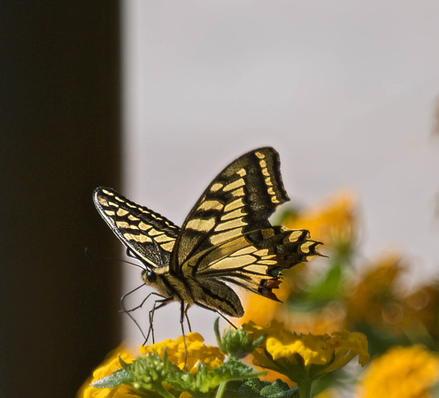 Maltese Swallowtail Butterfly