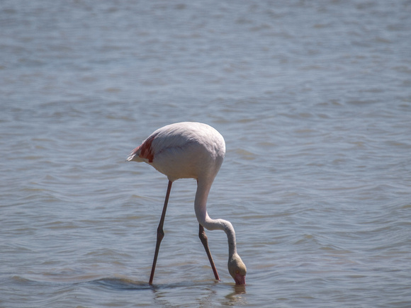 Flamingo, Camargue,  Bouches-du-Rhône
