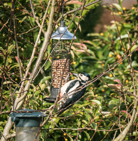 Female Great Spotted Woodpecker (Claire's photo)