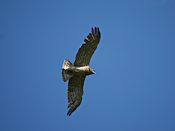 Short Toed Eagle in Pyrenees