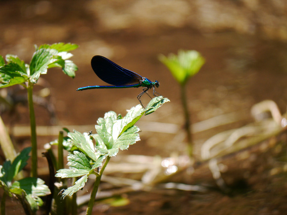 Damselfly in Pyrenees (Claire's photo)