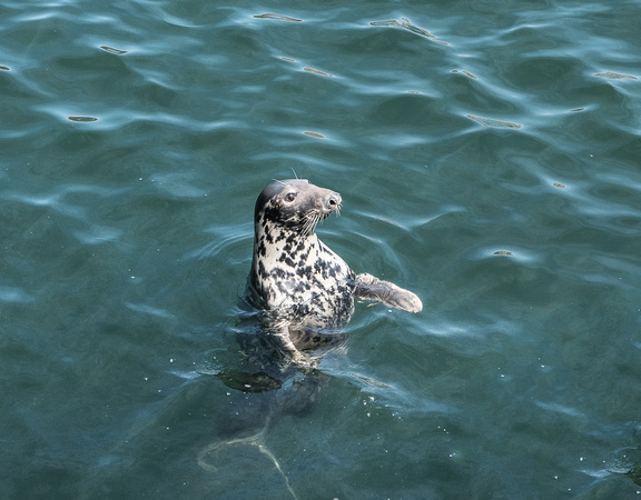 Harbour/common seal, Dunbar Harbour