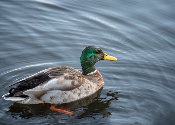 Mallard duck, Keptie Pond