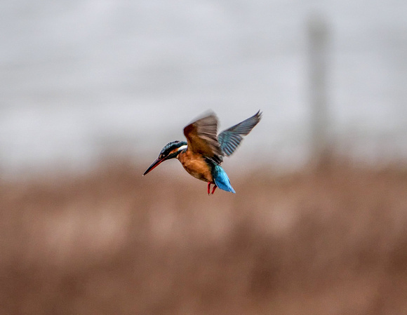 Kingfisher at Montrose Basin