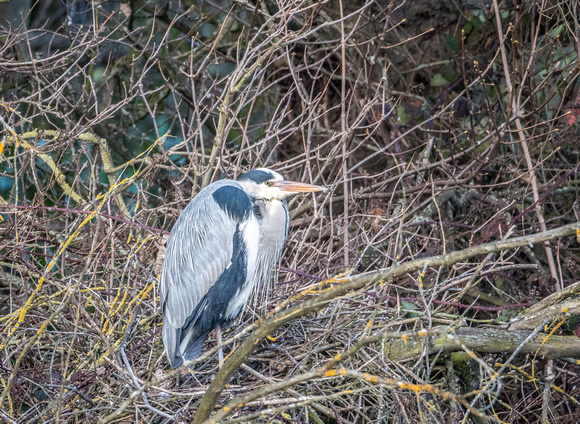 Grey heron