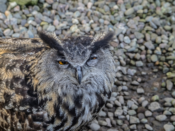 McKinder Eagle Owl at World of Wings, Luggiebank
