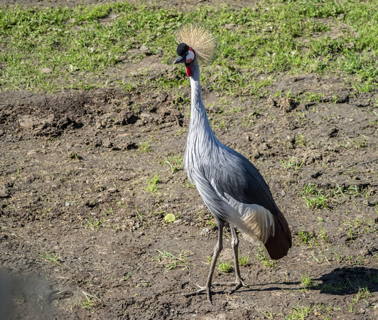 Grey Crowned Crane at World of Wings, Luggiebank