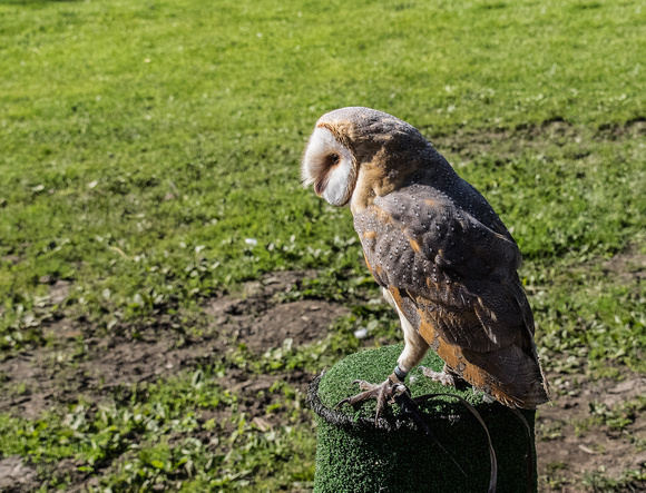 Barn Owl at World of Wings, Luggiebank