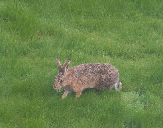 Brown Hare in garden