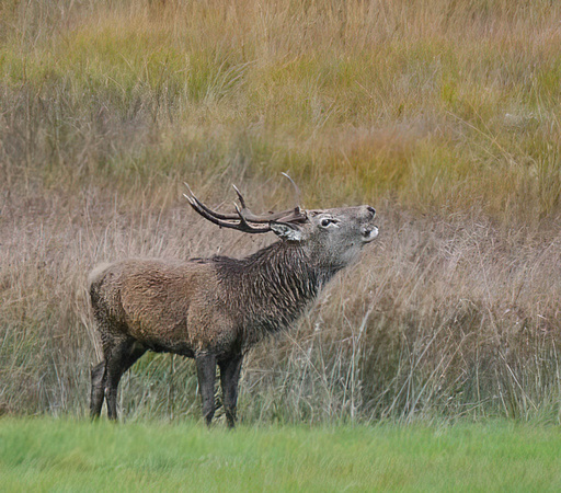 Red Deer at Rannoch Moor