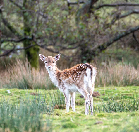 Fallow deer on Isle of Mull