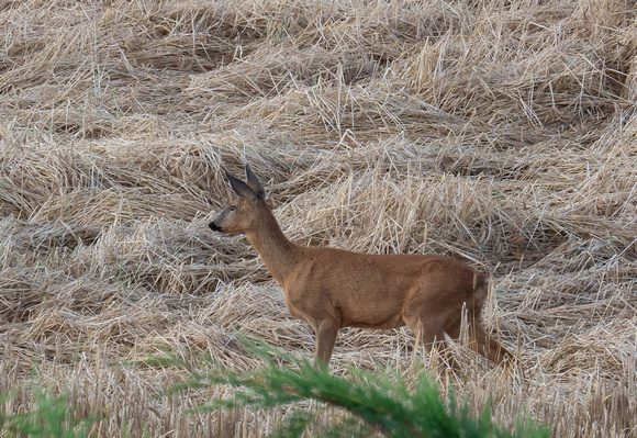 Roe deer at Dryplaid
