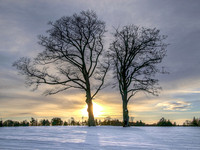 Trees on Fasque Estate, Aberdeenshire, Scotland