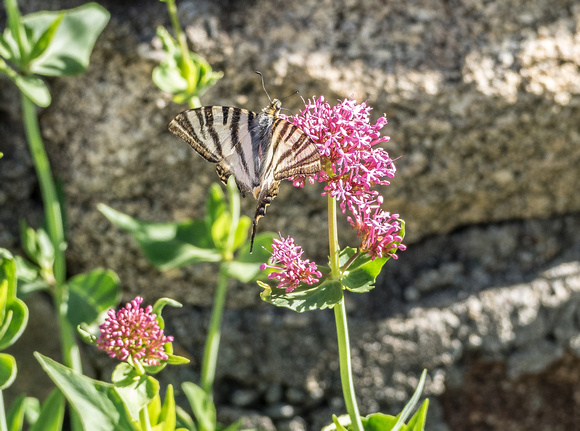 Scarce Swallowtail Butterfly at Cortel del Baille, Pyrenees