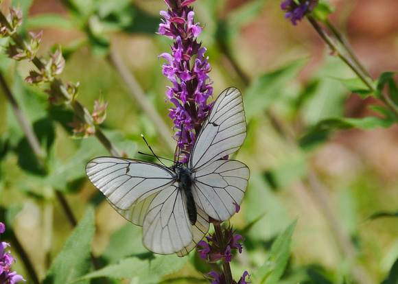 Black Veined White Butterfly