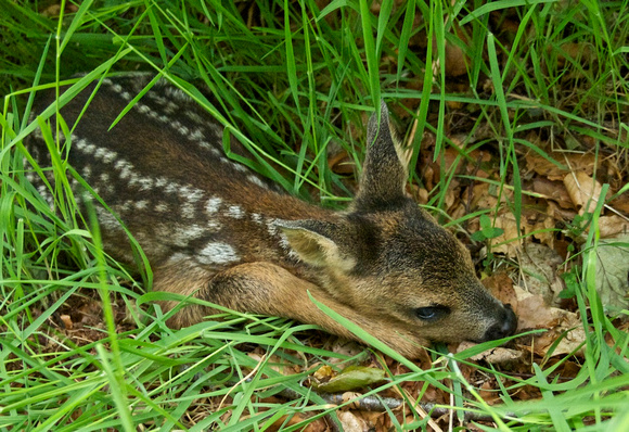 Baby roe deer on Dryplaid track