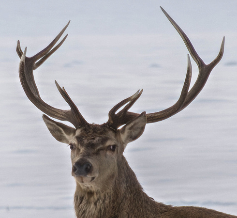 Red deer at Fasque