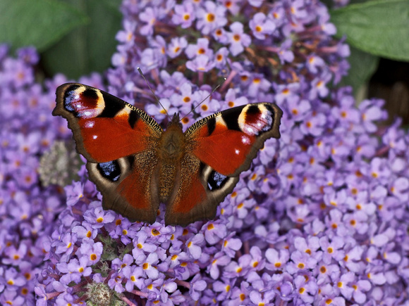 Peacock Butterfly